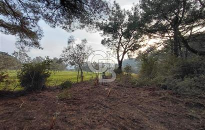 Bornova Çiçekliköy Satılık Tek Tapu Arazi | Ormana Komşu, Yolu Mevcut