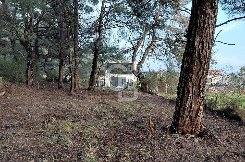 Bornova Çiçekliköy Satılık Tek Tapu Arazi | Ormana Komşu, Yolu Mevcut