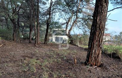 Bornova Çiçekliköy Satılık Tek Tapu Arazi | Ormana Komşu, Yolu Mevcut