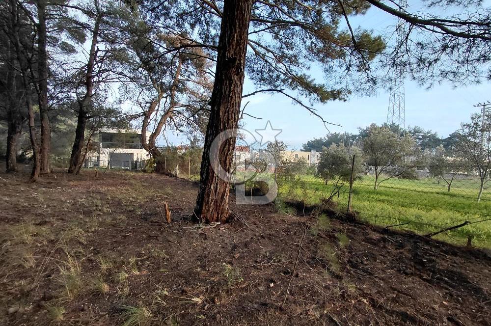 Bornova Çiçekliköy Satılık Tek Tapu Arazi | Ormana Komşu, Yolu Mevcut