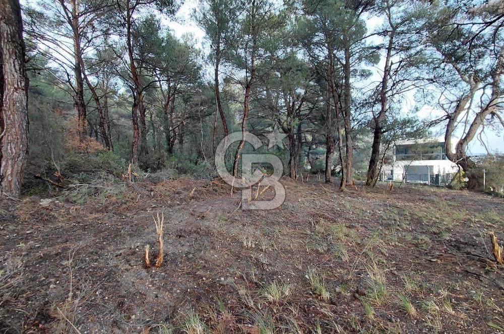 Bornova Çiçekliköy Satılık Tek Tapu Arazi | Ormana Komşu, Yolu Mevcut