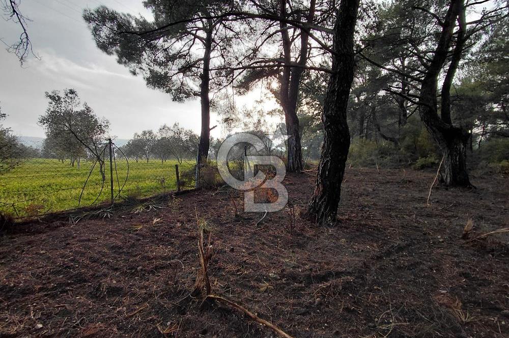 Bornova Çiçekliköy Satılık Tek Tapu Arazi | Ormana Komşu, Yolu Mevcut