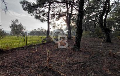 Bornova Çiçekliköy Satılık Tek Tapu Arazi | Ormana Komşu, Yolu Mevcut