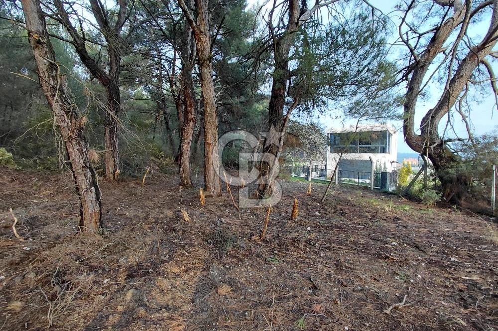 Bornova Çiçekliköy Satılık Tek Tapu Arazi | Ormana Komşu, Yolu Mevcut