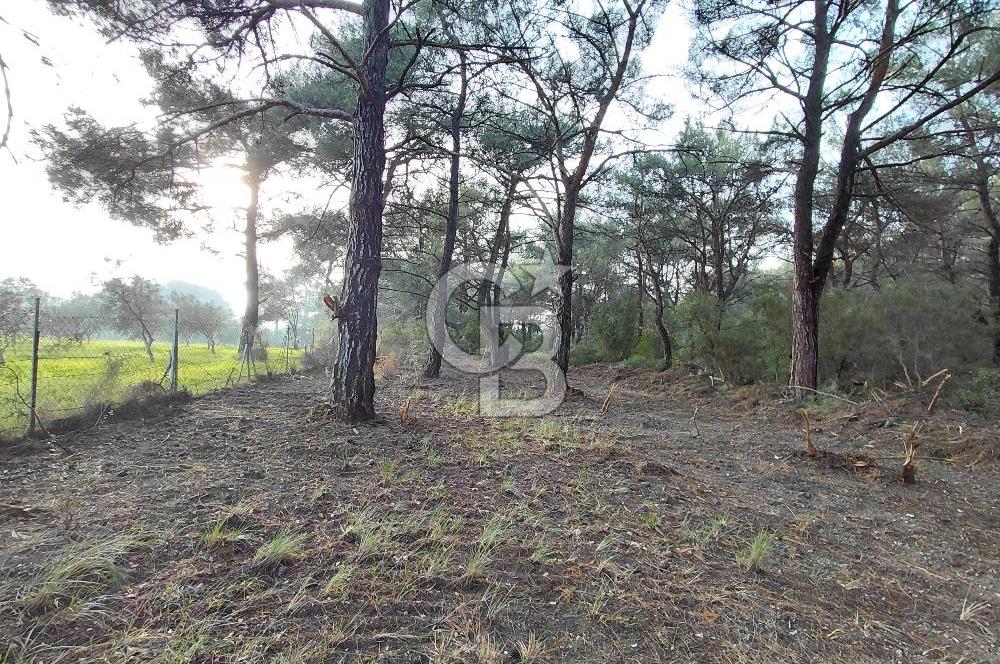 Bornova Çiçekliköy Satılık Tek Tapu Arazi | Ormana Komşu, Yolu Mevcut