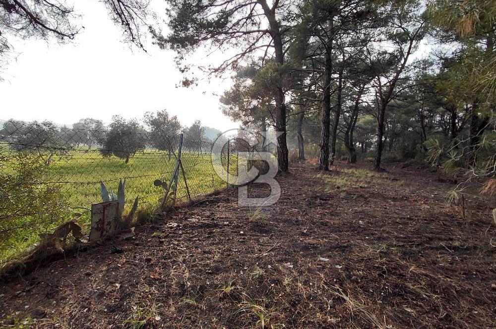 Bornova Çiçekliköy Satılık Tek Tapu Arazi | Ormana Komşu, Yolu Mevcut