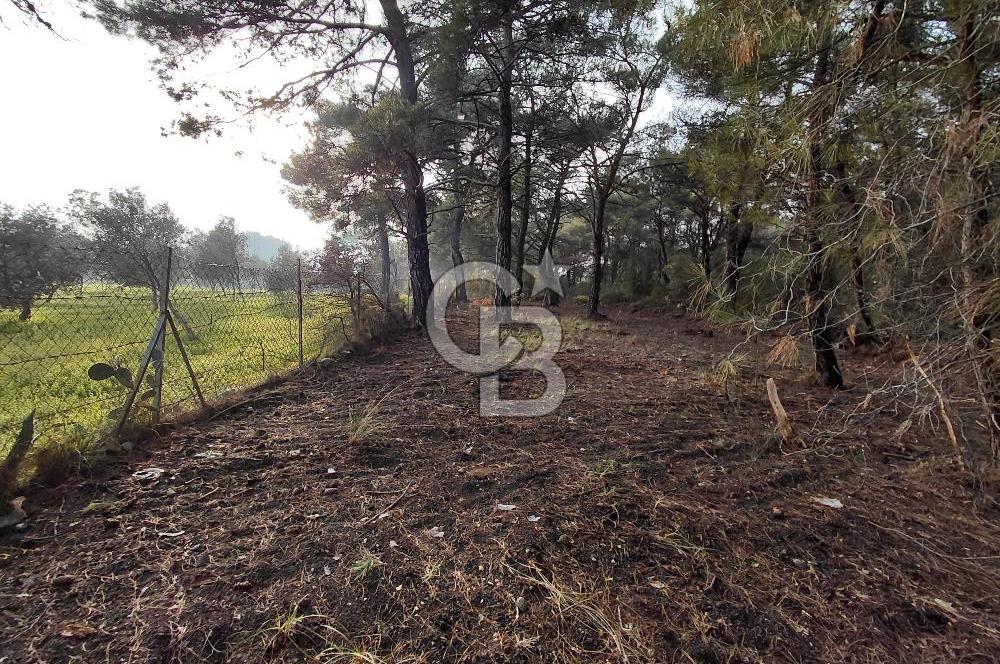Bornova Çiçekliköy Satılık Tek Tapu Arazi | Ormana Komşu, Yolu Mevcut