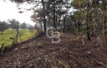 Bornova Çiçekliköy Satılık Tek Tapu Arazi | Ormana Komşu, Yolu Mevcut