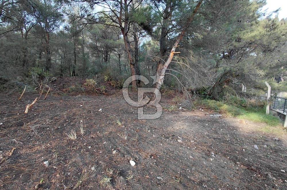 Bornova Çiçekliköy Satılık Tek Tapu Arazi | Ormana Komşu, Yolu Mevcut