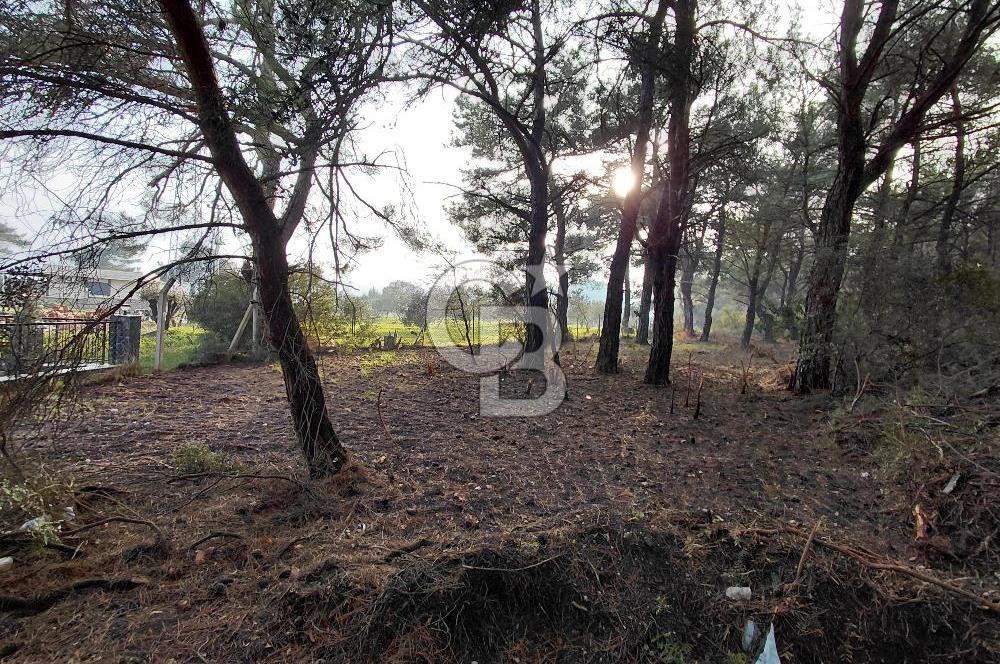 Bornova Çiçekliköy Satılık Tek Tapu Arazi | Ormana Komşu, Yolu Mevcut