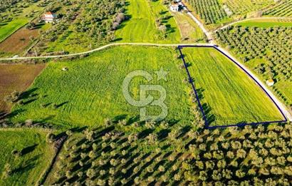 Foça Kocamehmetler'de Satılık Tarla