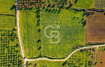 Foça Kocamehmetler'de Satılık Tarla