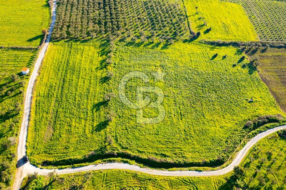 Foça Kocamehmetler'de Satılık Tarla