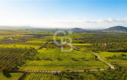 Foça Kocamehmetler'de Satılık Tarla