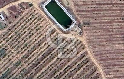 Manisa Kula Gökçeörende 165 Dönüm Yüksek Verimli Meyve Bahçesi