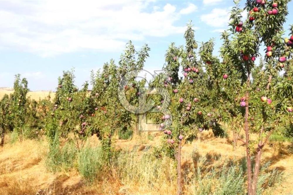 Manisa Kula Gökçeörende 165 Dönüm Yüksek Verimli Meyve Bahçesi