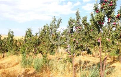 Manisa Kula Gökçeörende 165 Dönüm Yüksek Verimli Meyve Bahçesi