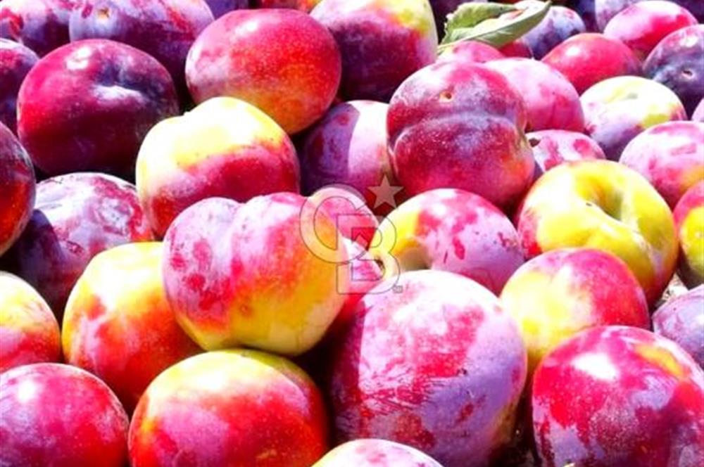 Manisa Kula Gökçeörende 165 Dönüm Yüksek Verimli Meyve Bahçesi