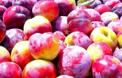 Manisa Kula Gökçeörende 165 Dönüm Yüksek Verimli Meyve Bahçesi