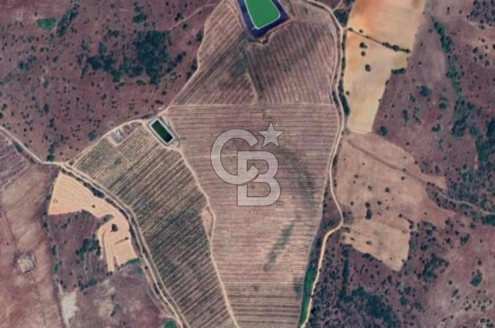 Manisa Kula Gökçeörende 165 Dönüm Yüksek Verimli Meyve Bahçesi