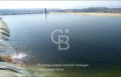 Manisa Kula Gökçeörende 165 Dönüm Yüksek Verimli Meyve Bahçesi