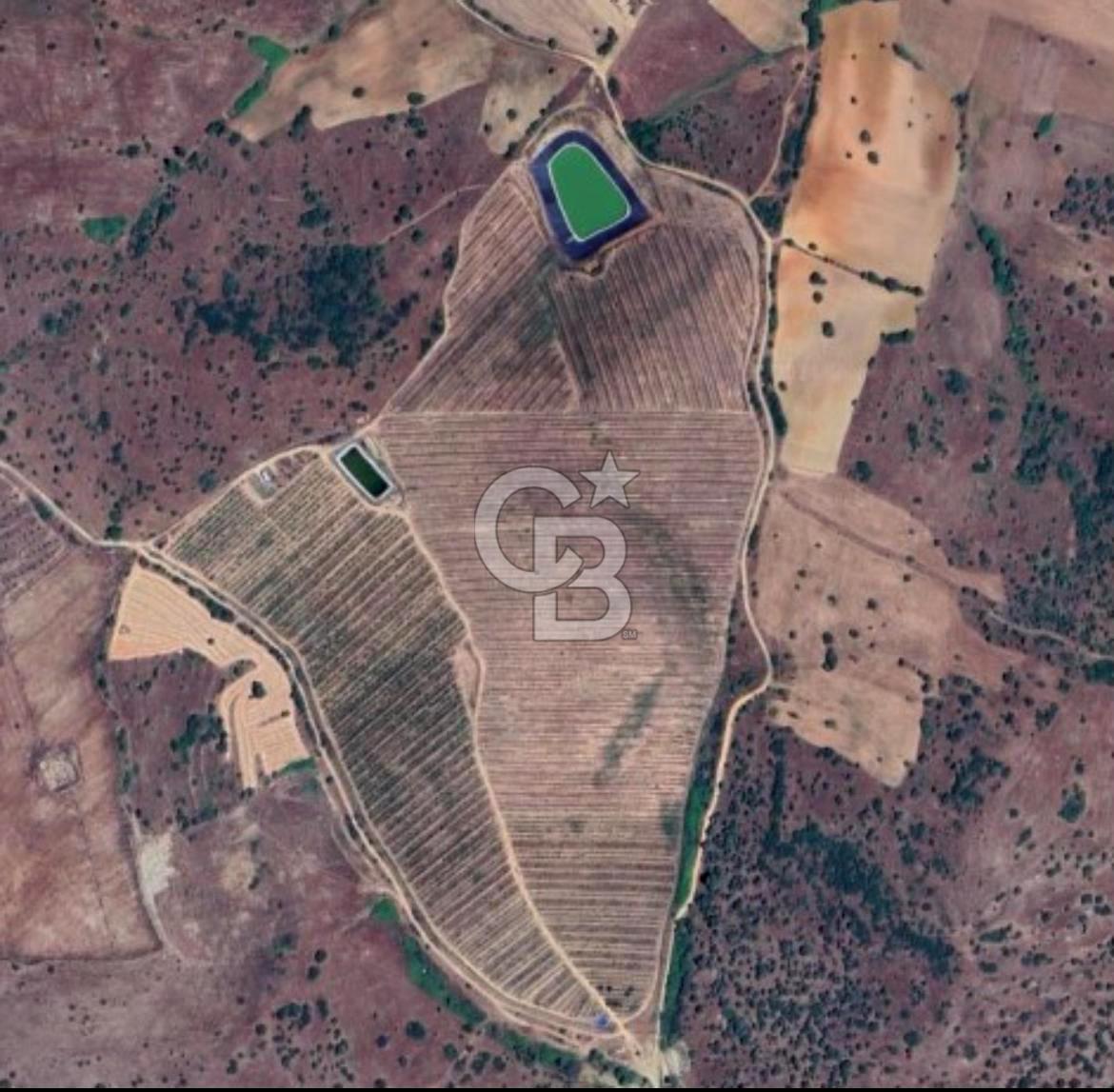 Manisa Kula Gökçeörende 165 Dönüm Yüksek Verimli Meyve Bahçesi