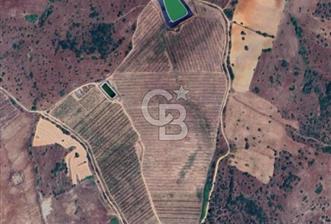 Manisa Kula Gökçeörende 165 Dönüm Yüksek Verimli Meyve Bahçesi - 1 - 331096