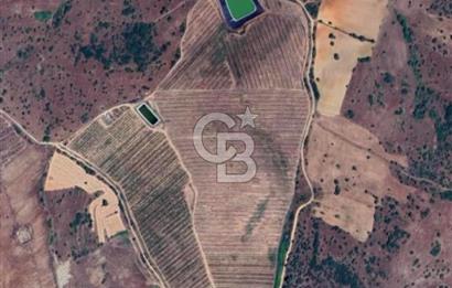 Manisa Kula Gökçeörende 165 Dönüm Yüksek Verimli Meyve Bahçesi