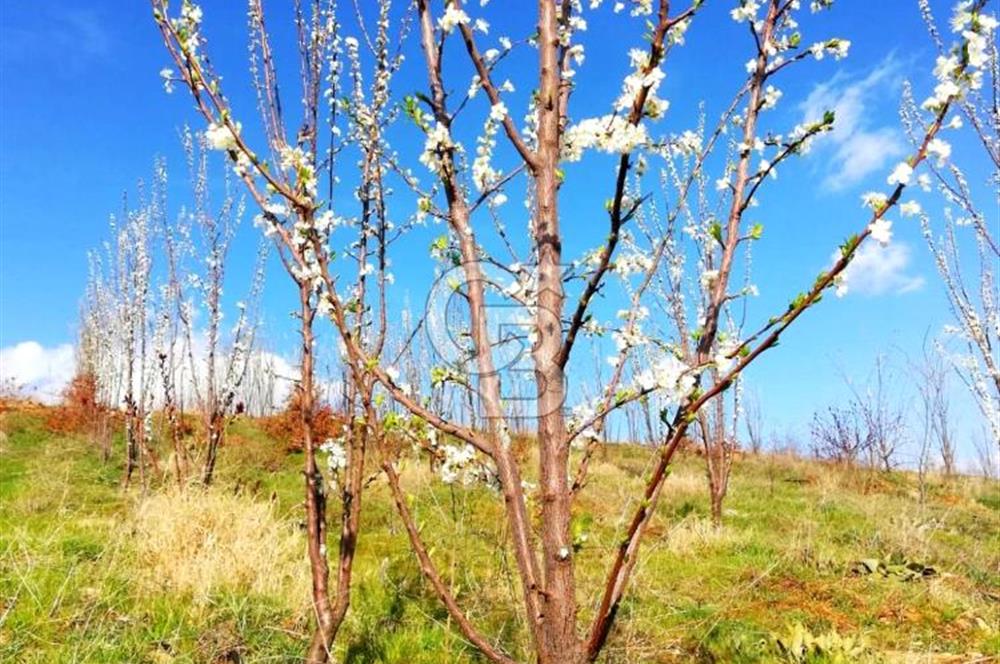 Manisa Kula Gökçeörende 165 Dönüm Yüksek Verimli Meyve Bahçesi