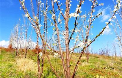 Manisa Kula Gökçeörende 165 Dönüm Yüksek Verimli Meyve Bahçesi