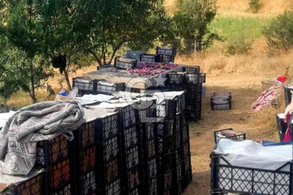 Manisa Kula Gökçeörende 165 Dönüm Yüksek Verimli Meyve Bahçesi