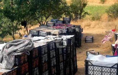 Manisa Kula Gökçeörende 165 Dönüm Yüksek Verimli Meyve Bahçesi