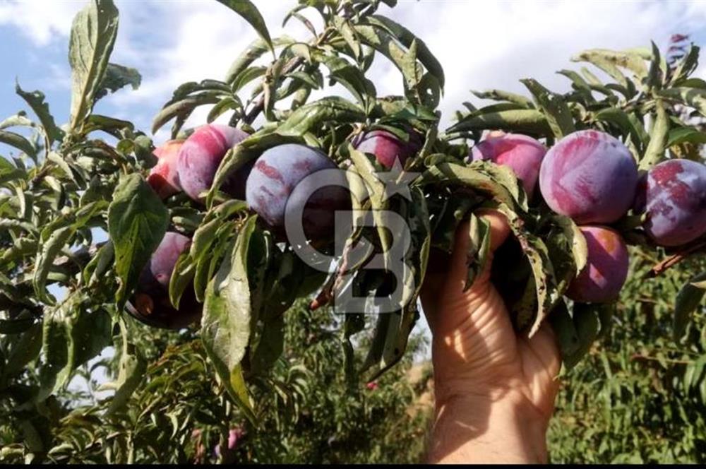Manisa Kula Gökçeörende 165 Dönüm Yüksek Verimli Meyve Bahçesi