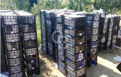 Manisa Kula Gökçeörende 165 Dönüm Yüksek Verimli Meyve Bahçesi