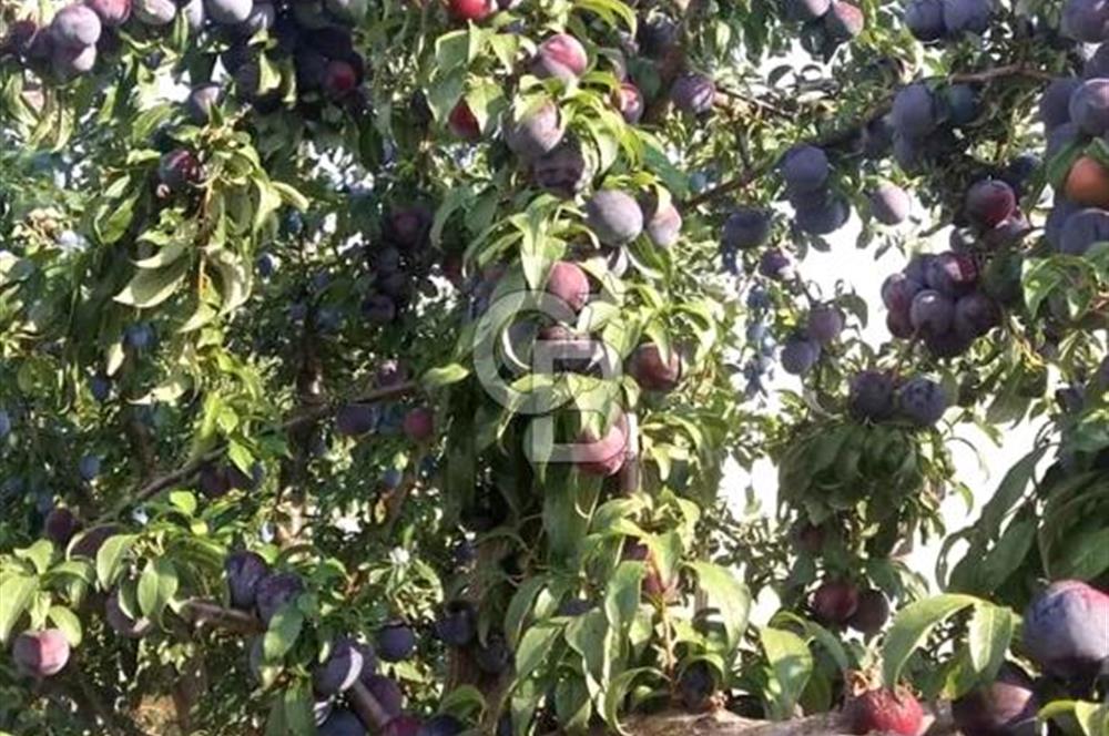 Manisa Kula Gökçeörende 165 Dönüm Yüksek Verimli Meyve Bahçesi
