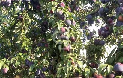 Manisa Kula Gökçeörende 165 Dönüm Yüksek Verimli Meyve Bahçesi