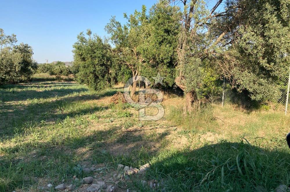 Emiralemde İmar Sınırında Satılık Tarla Elektrikli Yola Cepheli