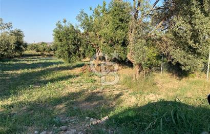 Emiralemde İmar Sınırında Satılık Tarla Elektrikli Yola Cepheli