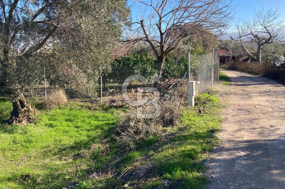 Emiralemde İmar Sınırında Satılık Tarla Elektrikli Yola Cepheli