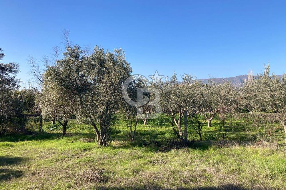 Emiralemde İmar Sınırında Satılık Tarla Elektrikli Yola Cepheli