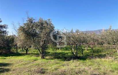 Emiralemde İmar Sınırında Satılık Tarla Elektrikli Yola Cepheli