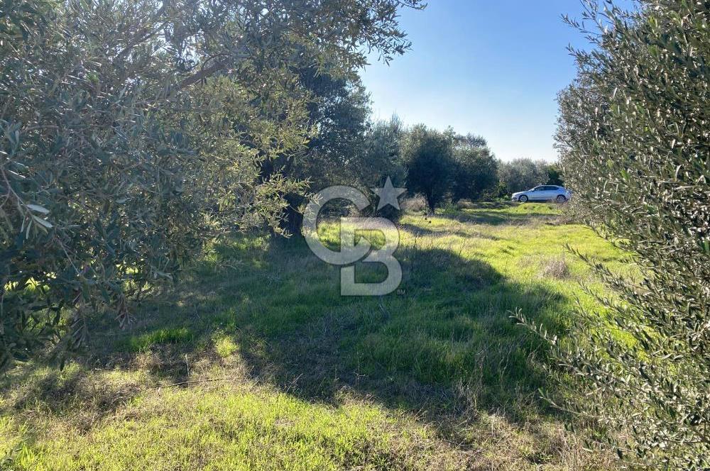 Emiralemde İmar Sınırında Satılık Tarla Elektrikli Yola Cepheli