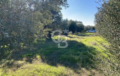 Emiralemde İmar Sınırında Satılık Tarla Elektrikli Yola Cepheli