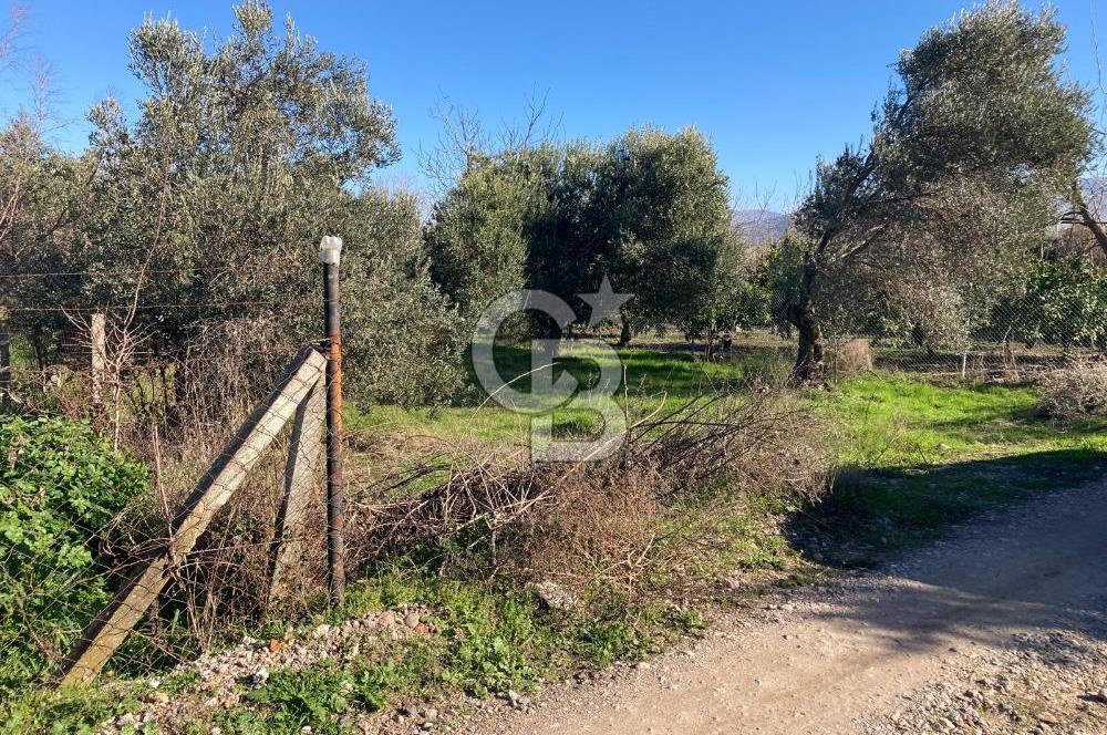 Emiralemde İmar Sınırında Satılık Tarla Elektrikli Yola Cepheli