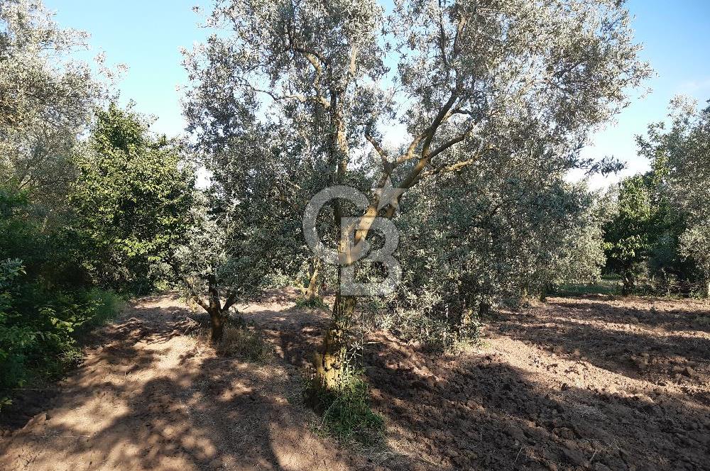ORHANGAZİ ÇAKIRLI MAHALLESİ 1037 M2 SATILIK ZEYTİNLİK