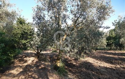ORHANGAZİ ÇAKIRLI MAHALLESİ 1037 M2 SATILIK ZEYTİNLİK