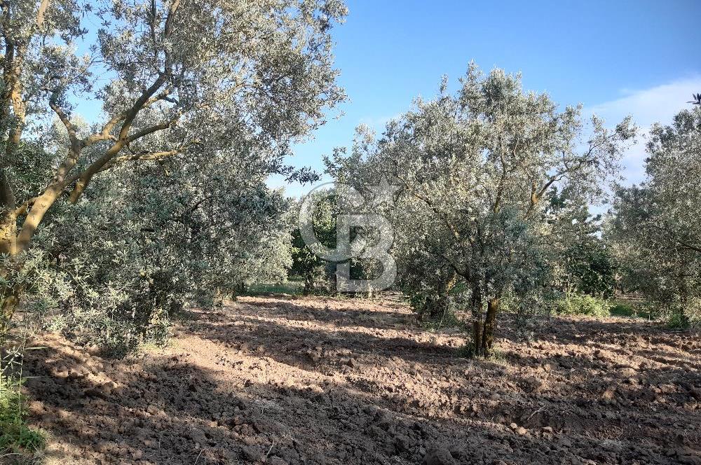 ORHANGAZİ ÇAKIRLI MAHALLESİ 1037 M2 SATILIK ZEYTİNLİK