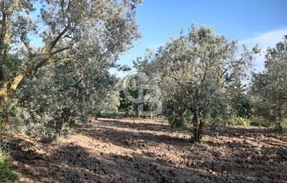 ORHANGAZİ ÇAKIRLI MAHALLESİ 1037 M2 SATILIK ZEYTİNLİK