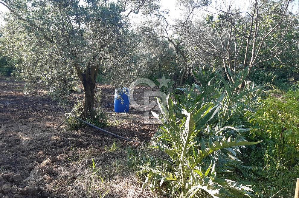 ORHANGAZİ ÇAKIRLI MAHALLESİ 1037 M2 SATILIK ZEYTİNLİK