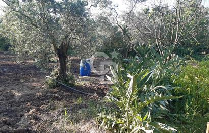 ORHANGAZİ ÇAKIRLI MAHALLESİ 1037 M2 SATILIK ZEYTİNLİK